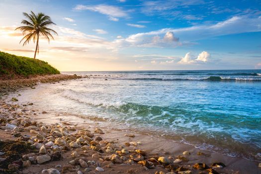 Tropical paradise: idyllic caribbean beach with single palm tree, Montego Bay, Jamaica