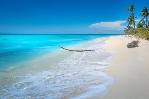 Tropical paradise: idyllic caribbean beach with palm trees, Punta Cana, Dominican Republic
