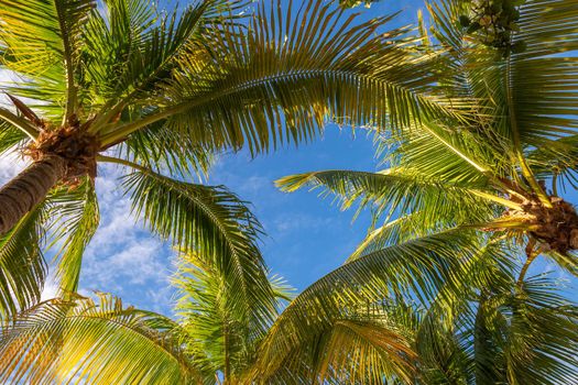 Tropical paradise: idyllic caribbean palm trees with sunbeam in Montego Bay, Jamaica