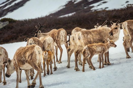 Group of young reindeers caribou walking in Norway tundra, Scandinavia