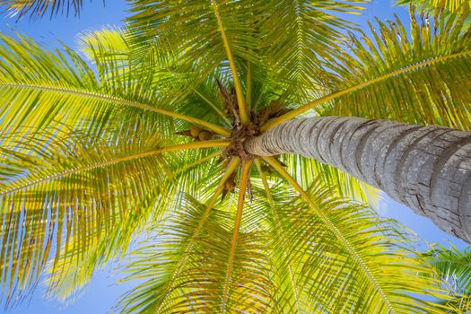 Tropical paradise: idyllic caribbean palm trees with sunbeam in Punta Cana, Dominican Republic