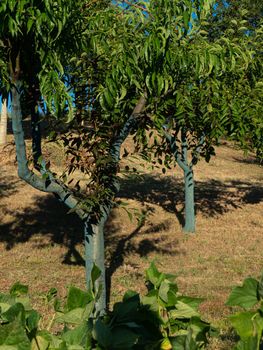 fruit tree garden in piacenza, italy