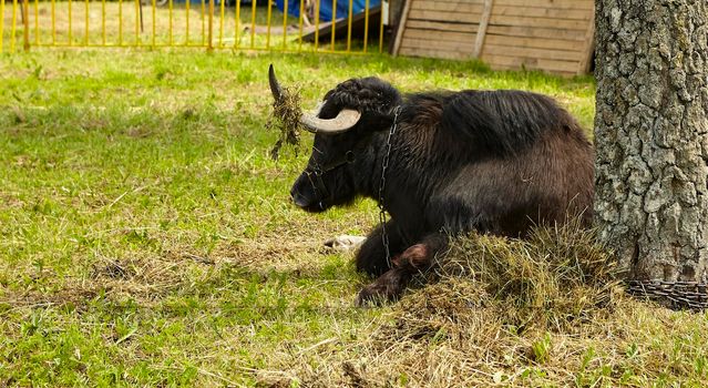 A Tibetan yak calf and a cow lie in the shade, exhausted from the heat. Global climate warming.