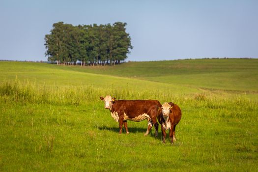 Cows livestock herding in southern Brazil countryside looking at camera