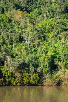 Tropical rainforest in Iguazu national park, Brazil, South America
