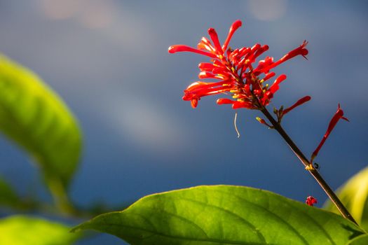 Nature background from red tropical leaf with detailed texture in Iguazu national park, Brazil