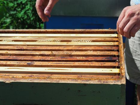 Beekeeper working with bees and beehives on the apiary. Beekeeping concept. Beekeeper harvesting honey Beekeeper on apiary.