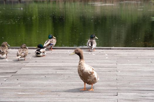 a variety of wild ducks are resting on a wooden platform near a forest pond against the backdrop of a mixed forest. High quality photo