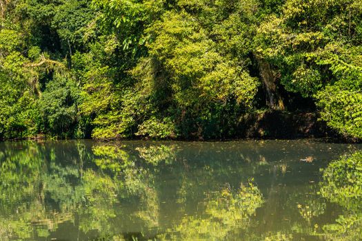 Tropical lush rainforest and river reflection in Iguazu national park, Brazil, South America