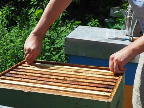 Beekeeper working with bees and beehives on the apiary. Beekeeping concept. Beekeeper harvesting honey Beekeeper on apiary.