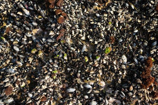 Mussels on a rock. Wild mussels on the rocks of the coast in Portugal