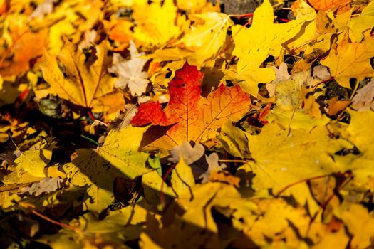 Red and orange autumn leaves background. Outdoor. Colorful backround image of fallen autumn leaves