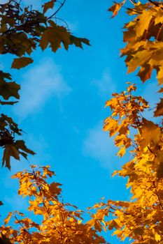 Autumn concept, birch forest. Beautiful natural bottom view of the trunks and tops of birches with golden bright autumn foliage against a blue sky. High quality photo