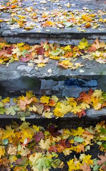 Autumn fallen maple leaves on asphalt, yellow, green. Autumn leaves spread out on the wet and black asphalt. horizontal photo for banner, background. High quality photo