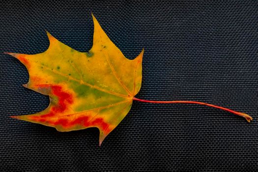 fallen yellow leaves on the asphalt in the rain. High quality photo