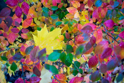 Colorful Golden autumn in the park. Carpet of bright yellow orange color and copper fallen maple leaves on green grass. Ecology concept. Beautiful season landscape. Fall background. Copy space. . High quality photo