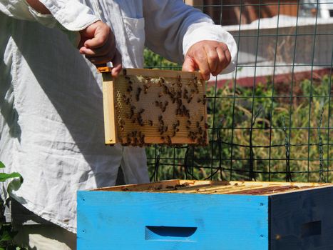 Beekeeper working with bees and beehives on the apiary. Beekeeping concept. Beekeeper harvesting honey Beekeeper on apiary.