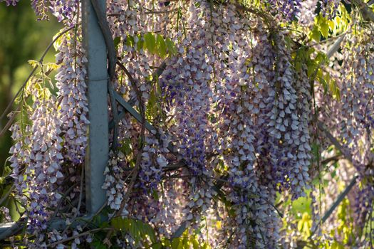 Close up view of beautiful purple wisteria blossoms hanging down from a trellis in a garden with sunlight shining from above through the branches on a sunny spring day