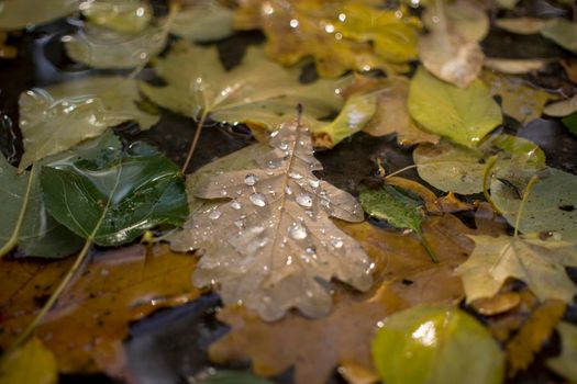 Water drop on Fall Tree Leaves down in the ground. Rainy autumn day. High quality photo