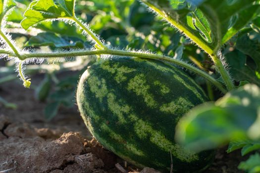 Watermelon grows on a green watermelon plantation in summer. Agricultural watermelon field