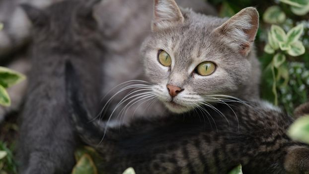 Homeless cat mother cat and kittens on street. Portrait of beautiful cat with kittens