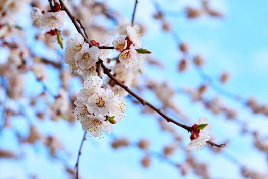 the seed-bearing part of a plant, consisting of reproductive organs stamens and carpels that are surrounded by a colored corolla.Lovely spring flowers of fruit trees. a tree grown for its fruit