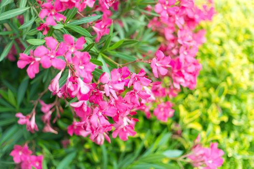 Beautiful vivid pink oleander flowers on blur green leaves background.