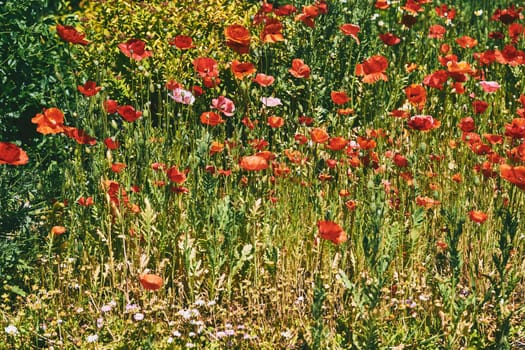 a herbaceous plant with showy flowers, milky sap, and rounded seed capsules. Many poppies contain alkaloids and are a source of drugs such as morphine and codeine. Sunny meadow with red tender poppies