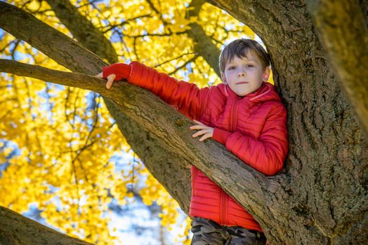 Portrait of cute kid boy sitting on the big old tree on sunny day. Child climbing a tree. little boy sitting on tree branch. Outdoors. Active boy playing in the garden. Lifestyle concept.