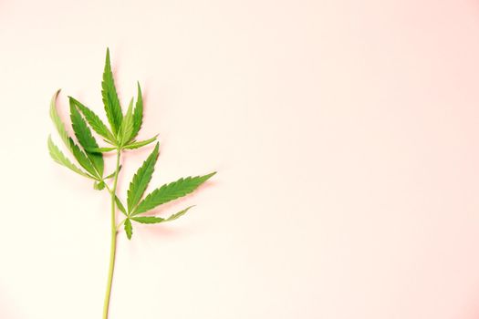 Close up fresh cannabis leaves on light pink paper background.