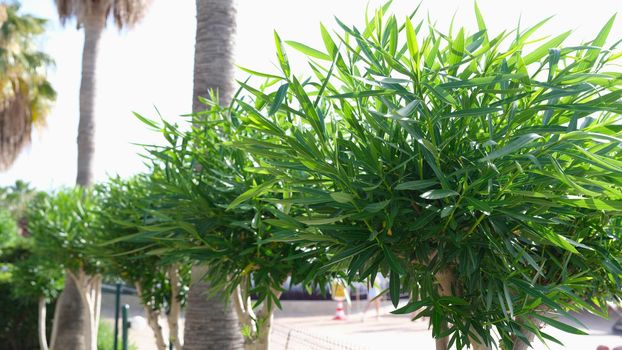 Alley of palm trees and bushes in tropical country on street. Evergreens in warm climate concept