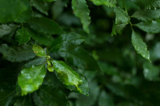 Fresh bay feaves background. Close up laurel tree branches