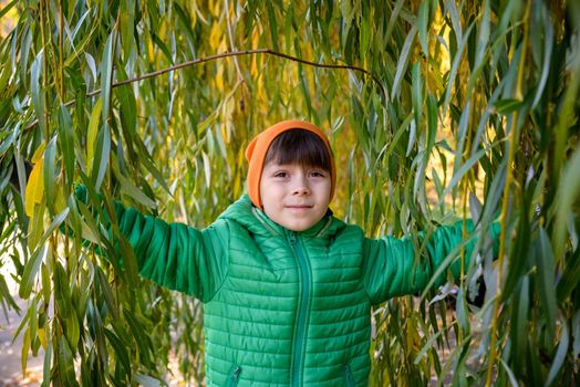 A boy is playing in the branches of a weeping willow. The coming of spring and the rebirth of life. Lush green foliage