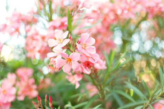 Beautiful pink oleander flowers on blur green leaves background.