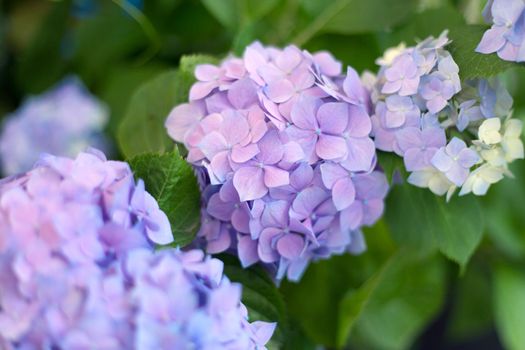 Fresh hortensia light blue flowers and green leaves background