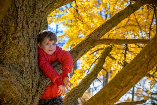 Portrait of cute kid boy sitting on the big old tree on sunny day. Child climbing a tree. little boy sitting on tree branch. Outdoors. Active boy playing in the garden. Lifestyle concept.