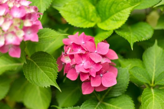 Close up vivid pink hortensia fresh flowers blur background