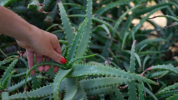 Closeup of female hands on green aloe bush. Medicinal plant aloe concept