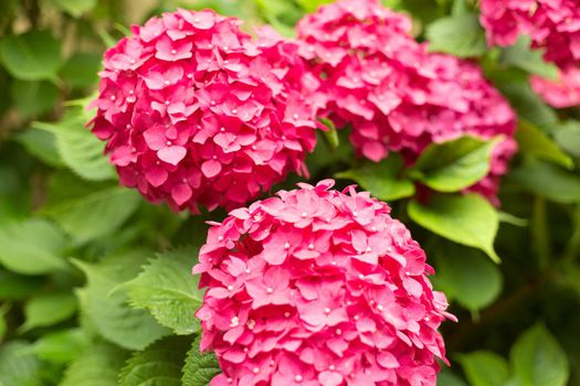 Close up pink hortensia fresh flowers blur background