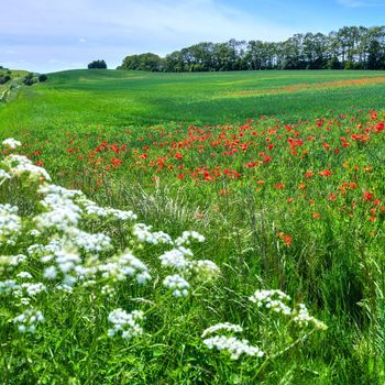 Poppies in the countryside in early summer. A photo of poppies in the countryside in early summer