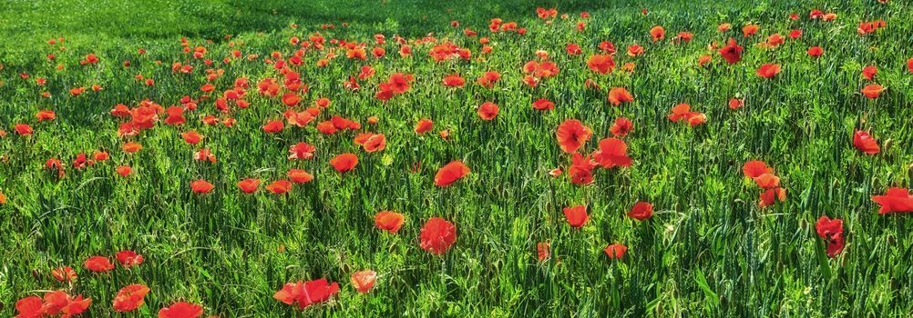 Wheat fields with poppies in early summer. A photo of poppies in the countryside in early summer