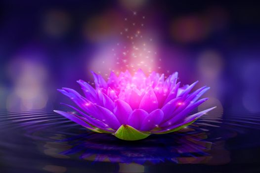 lotus Pink light purple floating light sparkle purple background