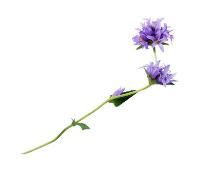 Nice blue wild flower isolated on white background with clipping path