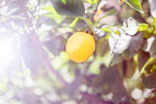 Ripe lemon hangs on tree branch in sunshine. Closeup, copy space