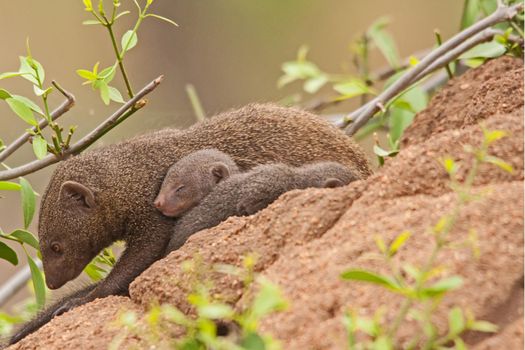 Dwarf Mongoose (Helogale parvula) mother with sleeping baby on an abandoned anthill in Kruger National Park. South Africa