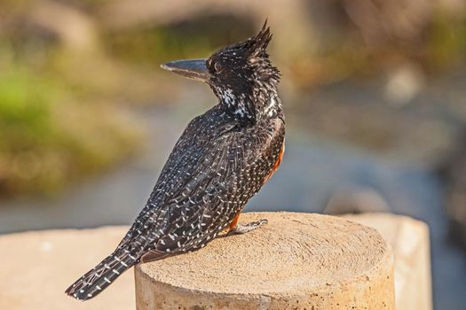 A Giant Kingfisher (Megeceryle maximus) perched on a low bridge in Kruger National Park. South Africa