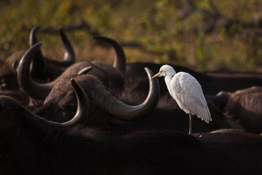 A white Cattle Egret (Bubulcus ibis) sunning itself on the back of a sleeping Cape Buffalo (Syncerus caffer) in Kruger National Park. South Africa