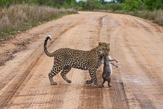 Young female Leopard (Panthera pardus) with her Scrub Hare (Lepus saxatilis) prey crossing a road in Kruger National Park South Africa