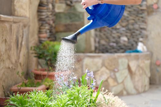 Closeup of water pouring from watering can into flower bed. Flower garden care concept