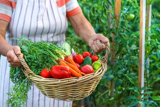 Senior woman harvesting vegetables in the garden. Selective focus. Food.